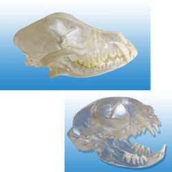 Visi-model Dog and Cat skull set