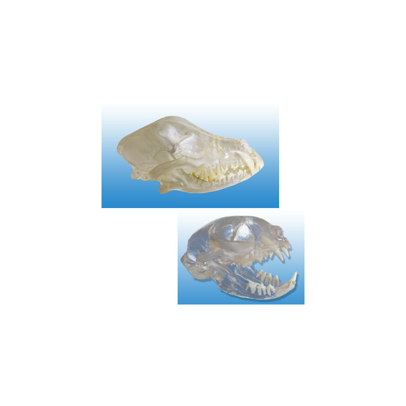 Visi-model Dog and Cat skull set