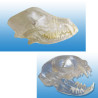 Visi-model Dog and Cat skull set