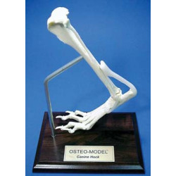 Osteo-Model canine hock