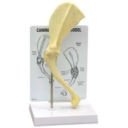 Canine Shoulder Model