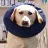 ProCollar Xlarge 18”+ neck
