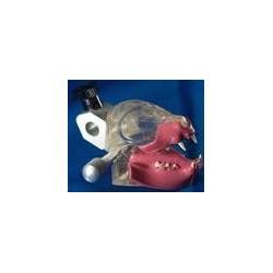 Feline Dentoform w/gingiva