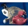 Feline Dentoform w/gingiva