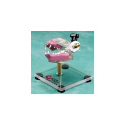 Feline Dentoform w/table top stand