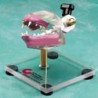 Feline Dentoform w/table top stand