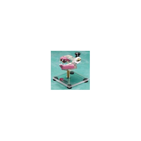 Feline Dentoform w/gingiva and table top stand