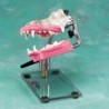 Canine Dentoform w/gingiva