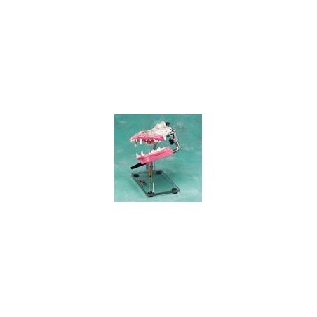 Canine Dentoform w/table top stand