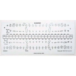 Dental chart stick-on label refills (50 dog)