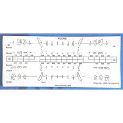 Dental chart stick-on label refills (50 cat)