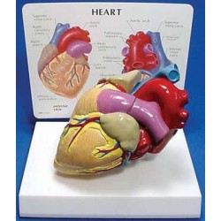 Heart Model