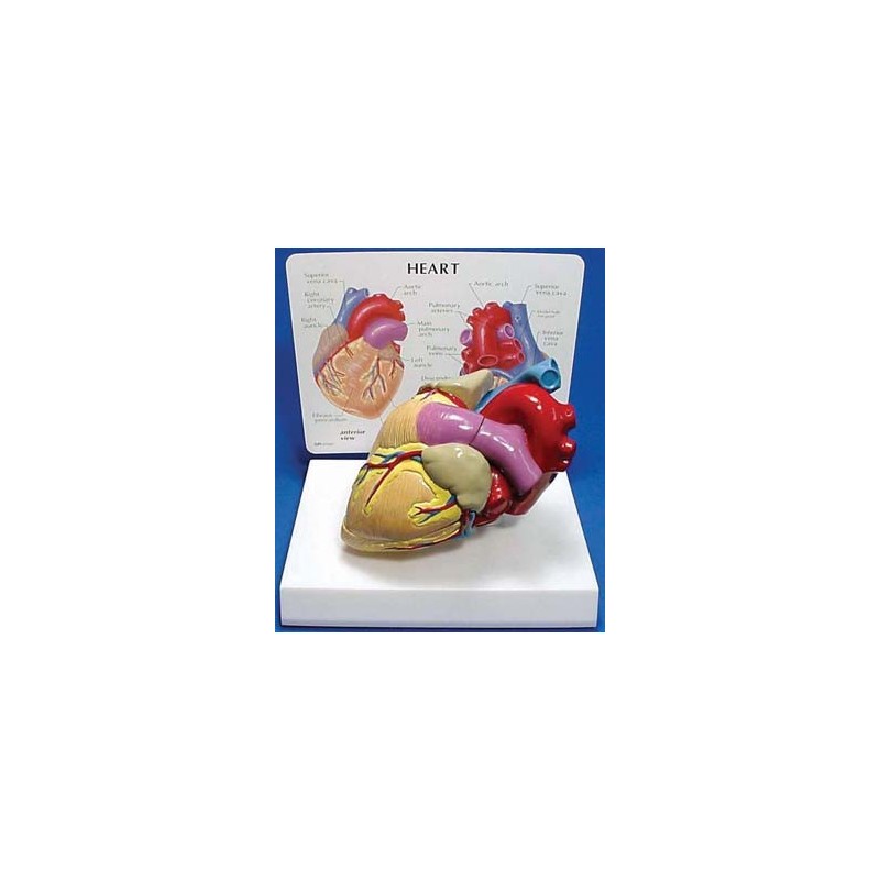 Heart Model