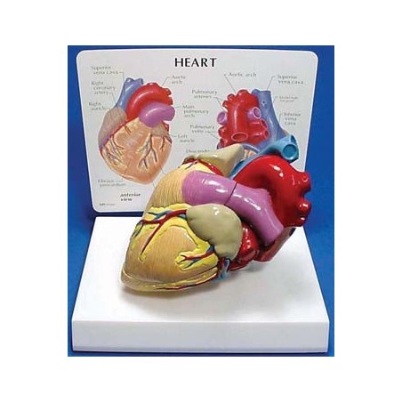 Heart Model