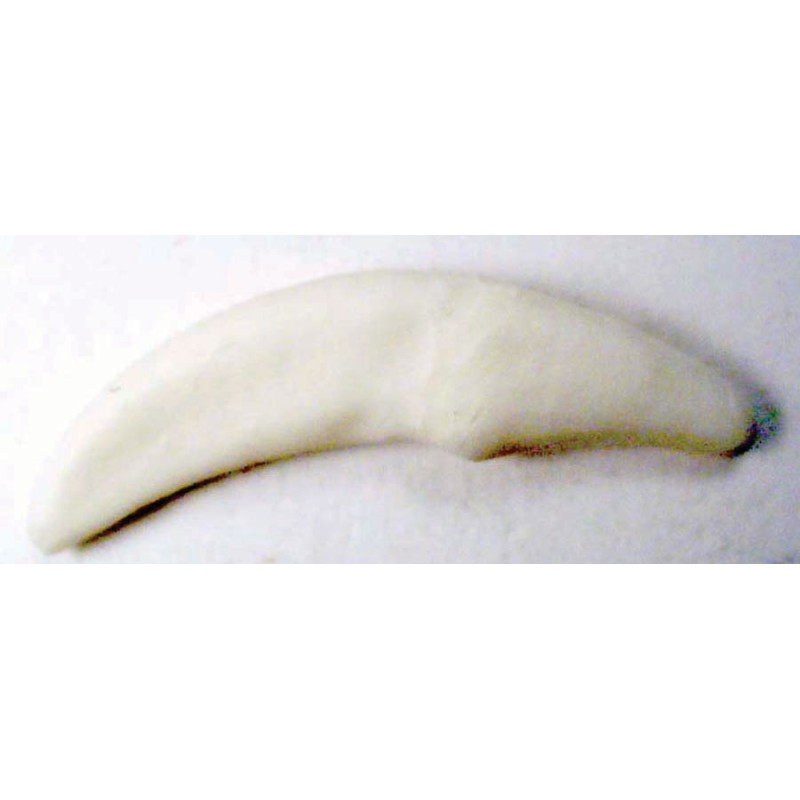 Tooth, White, replaceable (1C) (5-15) (5 min)