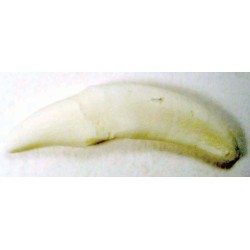 Tooth, White, replaceable (C1) (16-25)