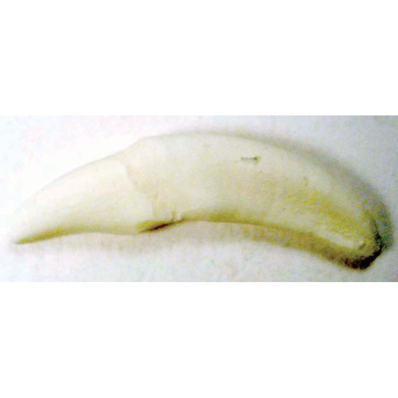 Tooth, White, replaceable (C1) (16-25)