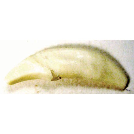 Tooth, White, replaceable (1C) (26-50)