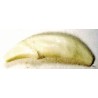 Tooth, White, replaceable (1C) (26-50)