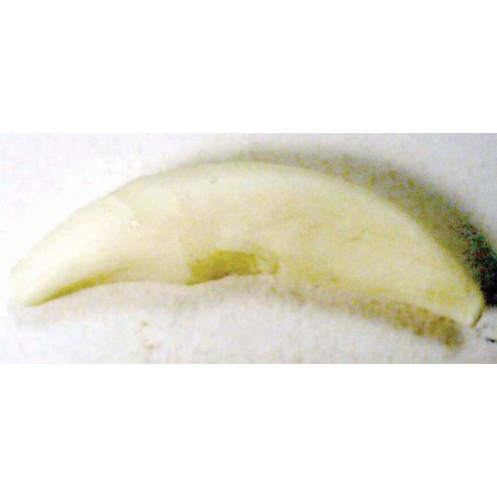 Tooth, White, replaceable (C1) (51+)