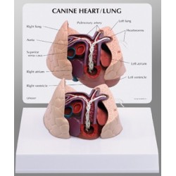 Canine Heart/Lung Model