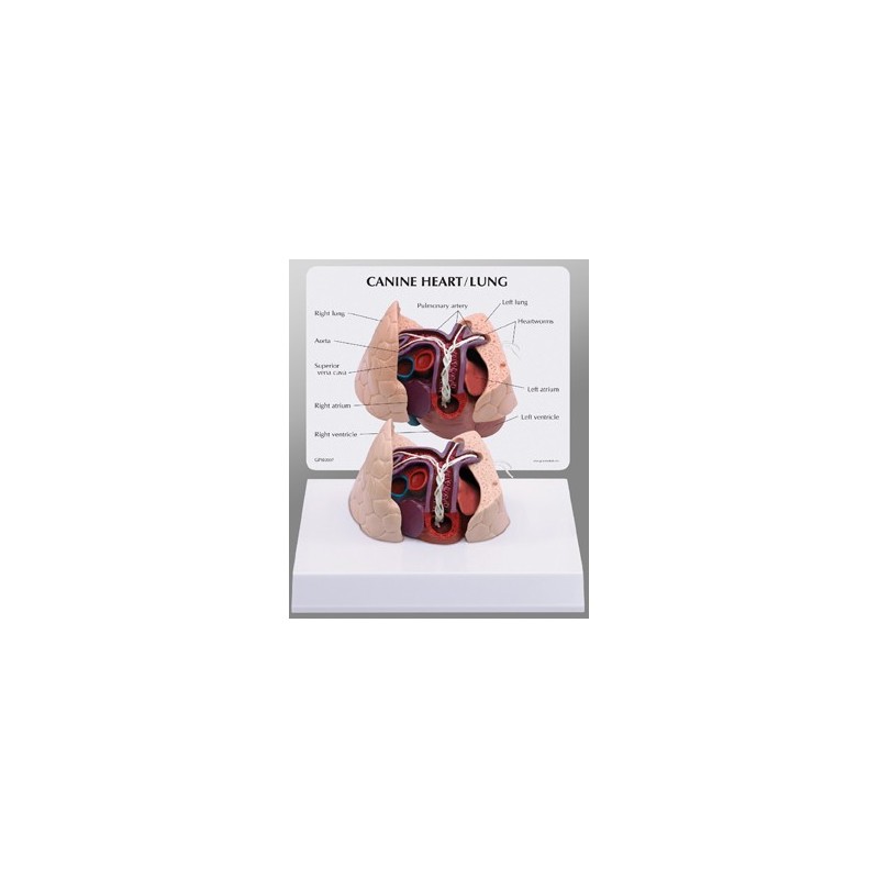 Canine Heart/Lung Model
