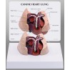 Canine Heart/Lung Model