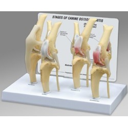 Canine 4 Stage Knee Model