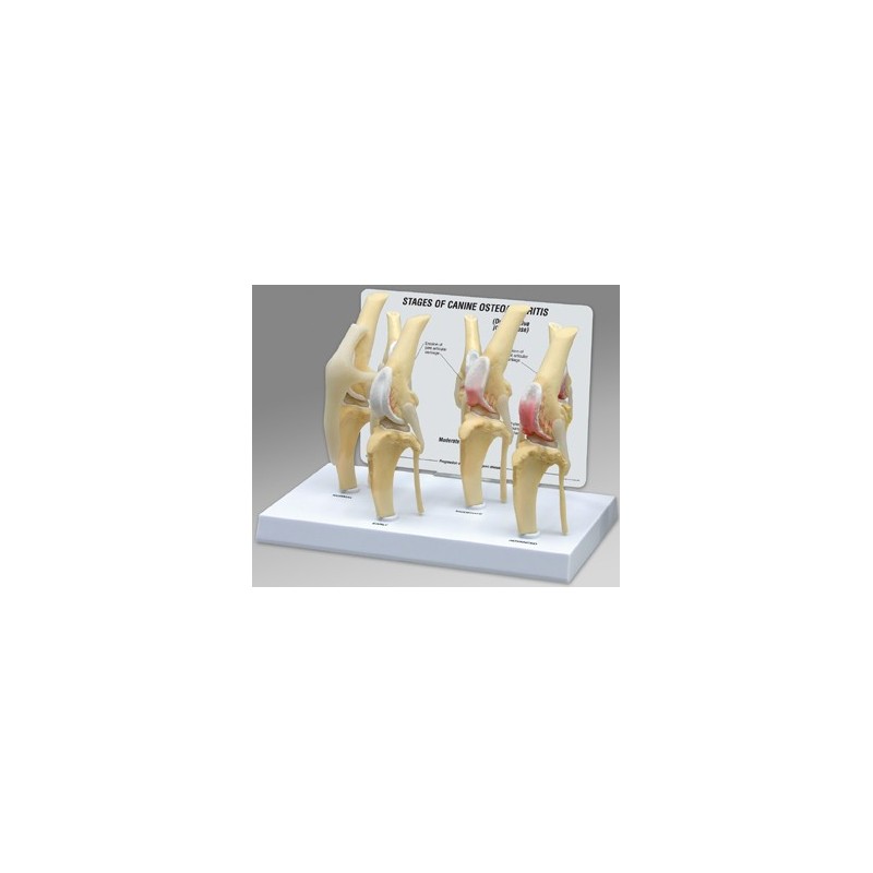 Canine 4 Stage Knee Model