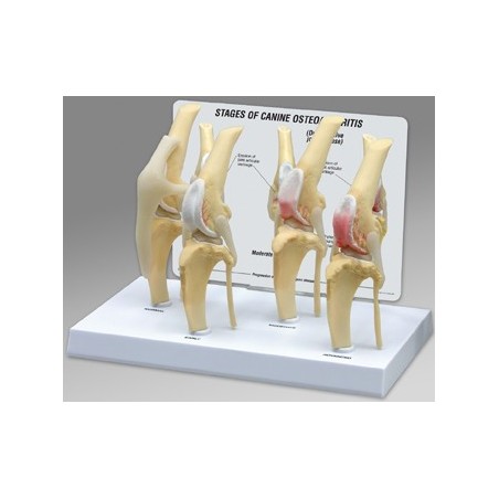 Canine 4 Stage Knee Model