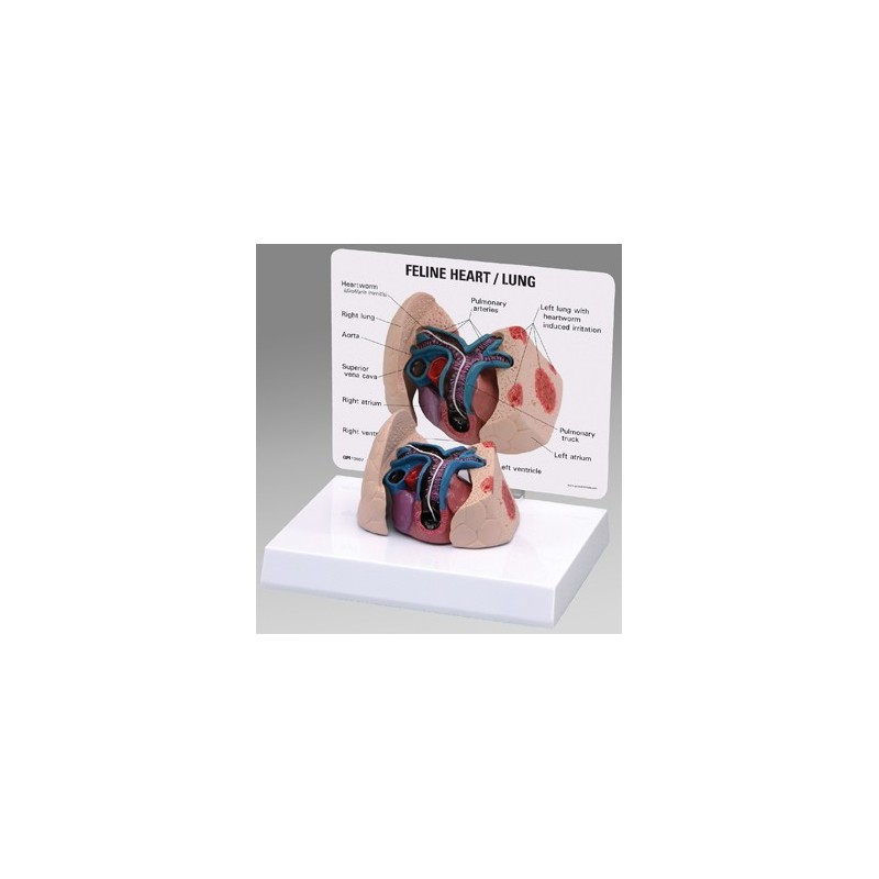 Feline Heart/Lung Model
