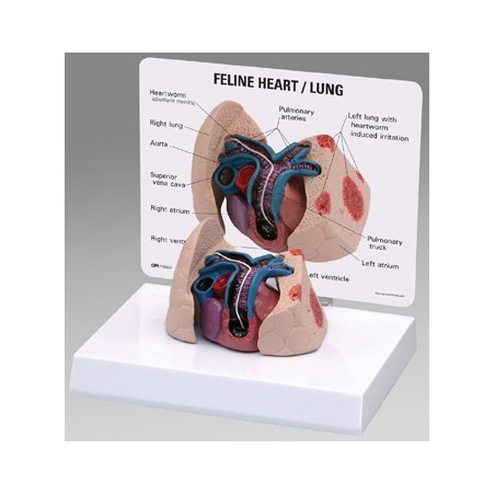 Feline Heart/Lung Model