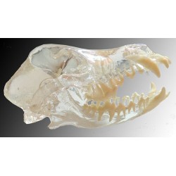Visi-Model Dog Skull
