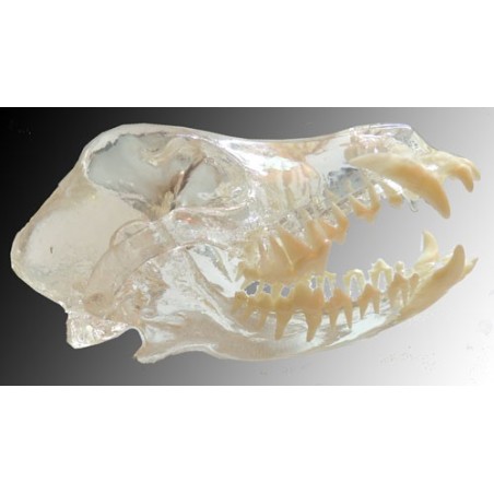 Visi-Model Dog Skull