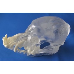 Visi-Model Pug Skull