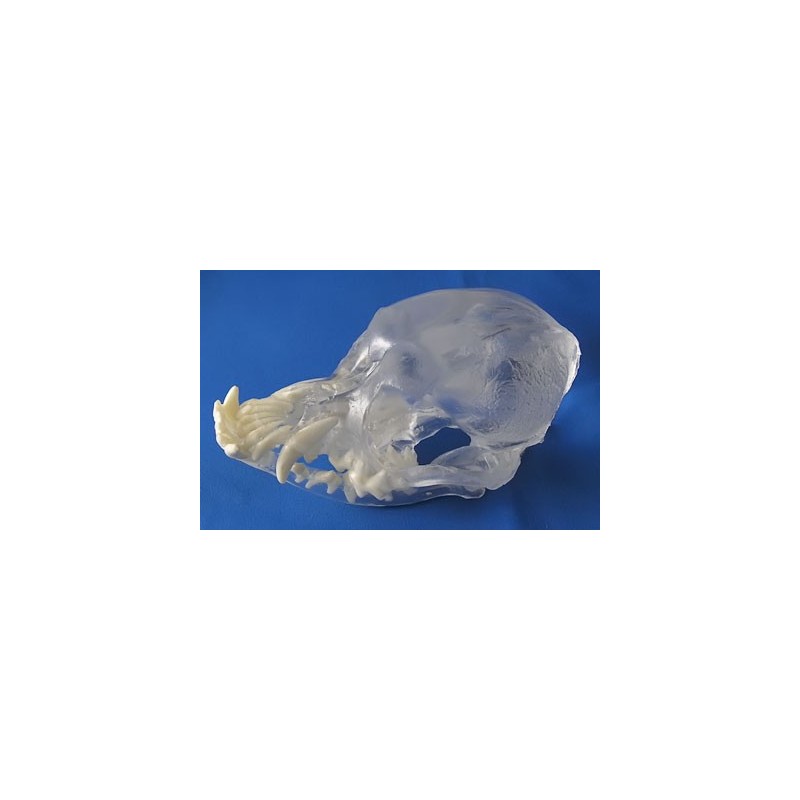 Visi-Model Pug Skull