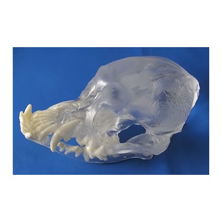 Visi-Model Pug Skull