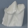 Crown Prep Practice Model