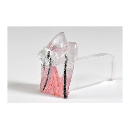 Veterinary Endodontic Practice Model
