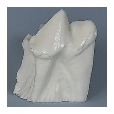 Veterinary Endodontic Practice Model