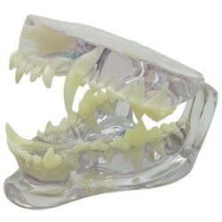 Clear Canine Jaw