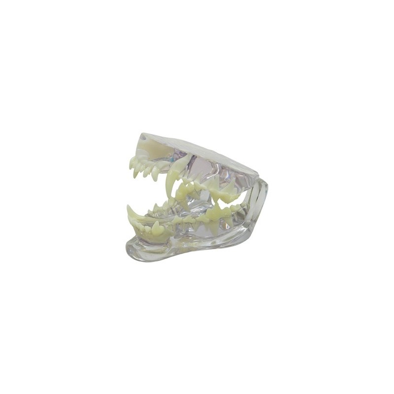 Clear Canine Jaw