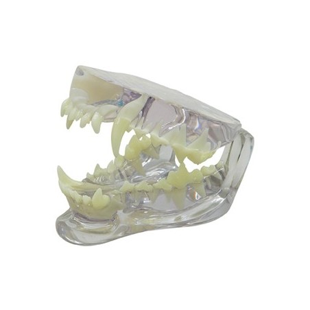 Clear Canine Jaw