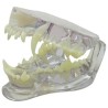 Clear Canine Jaw