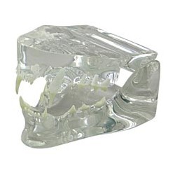 Clear Feline Jaw