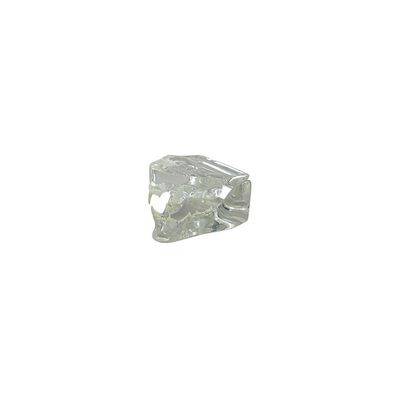Clear Feline Jaw