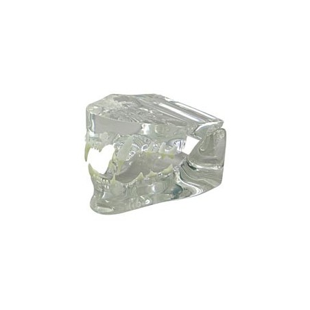 Clear Feline Jaw