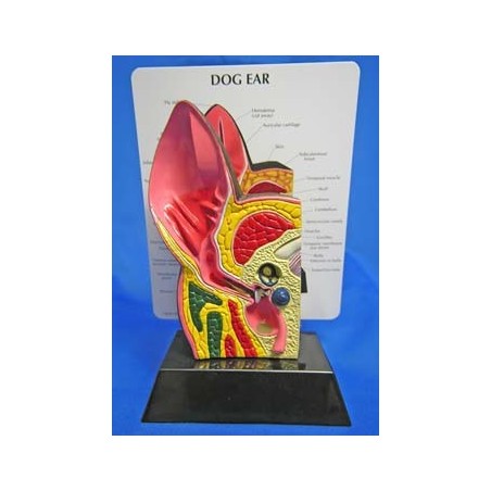 Canine Ear Model