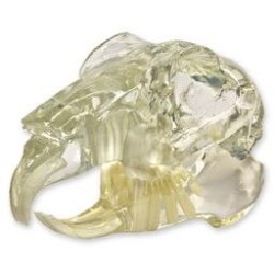 Visi-Model Rabbit Skull