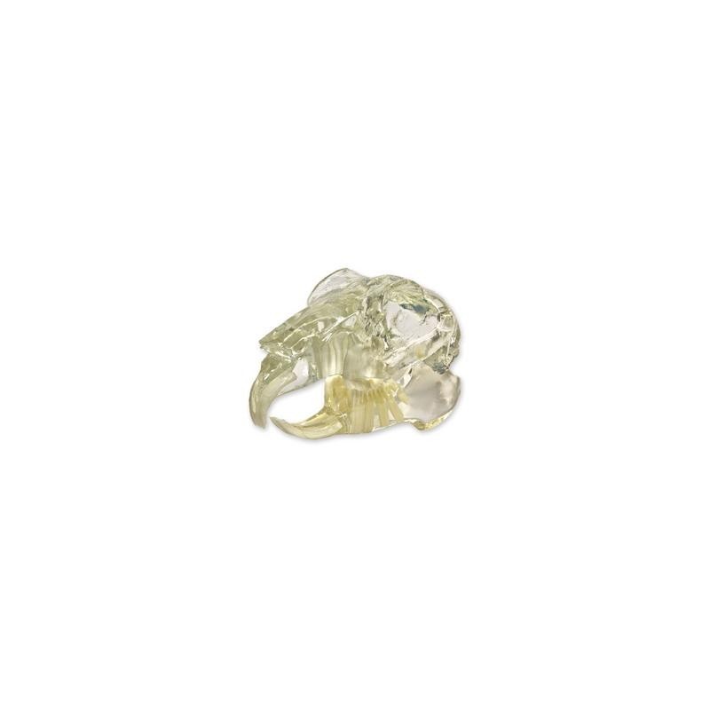 Visi-Model Rabbit Skull